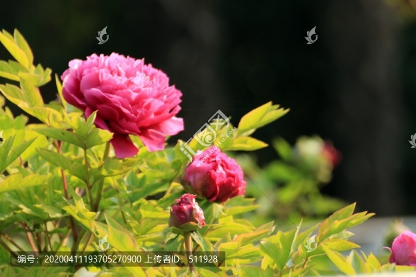 江蘇鹽城枯枝牡丹園