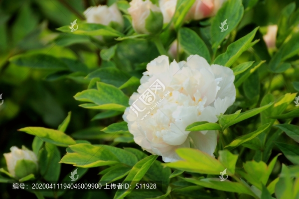 江蘇鹽城枯枝牡丹園