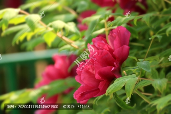 枯枝牡丹園