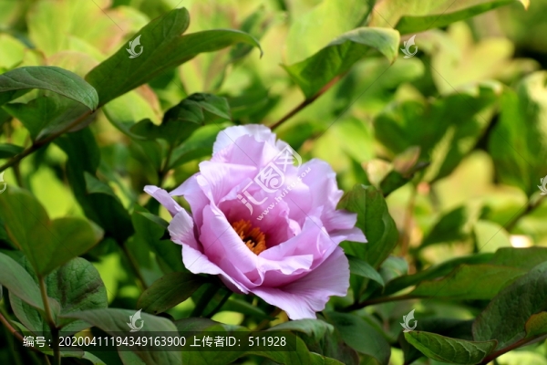 枯枝牡丹園