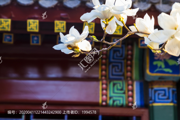 玉蘭