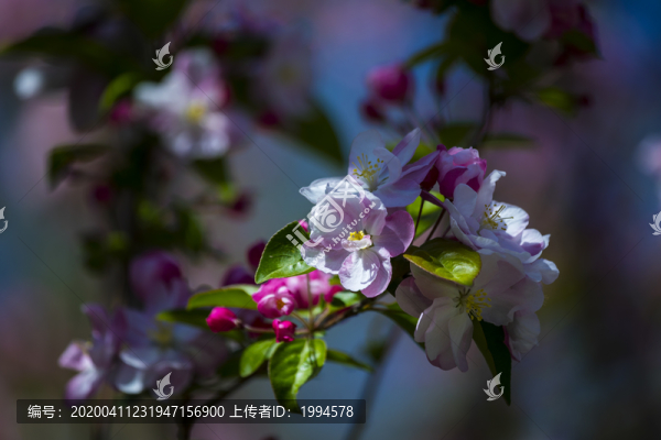 海棠