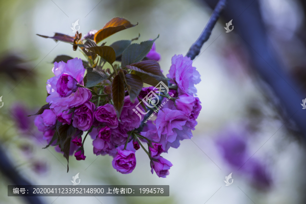 櫻花