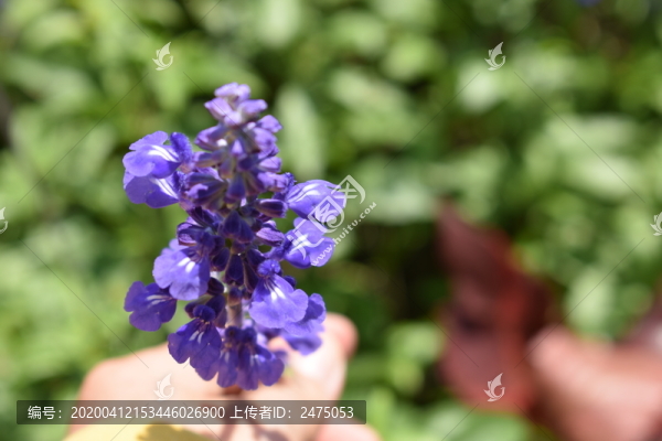 藍(lán)色的花