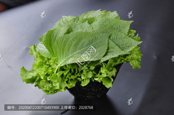 生菜蘇子葉拼盤