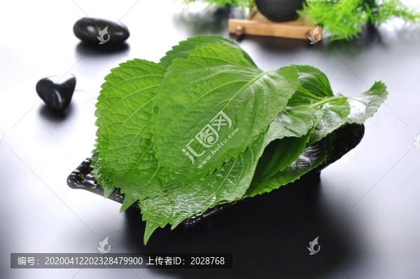 蘇子葉