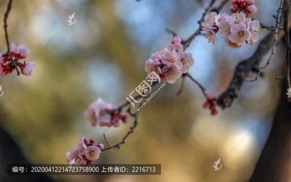 春暖花開