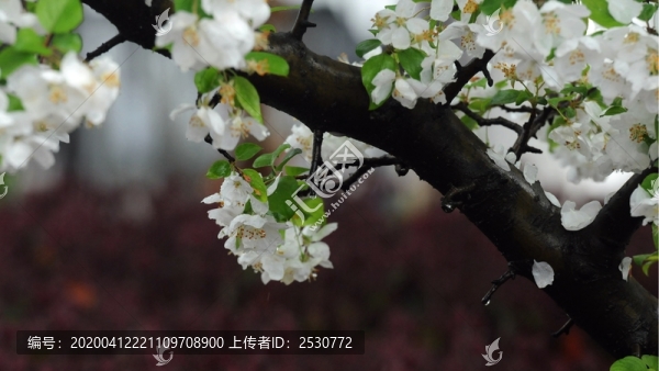 雨后梨花