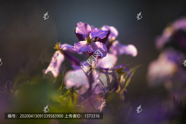 二月蘭