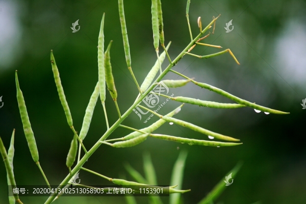油菜角