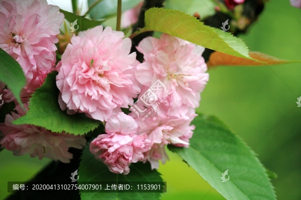 櫻花