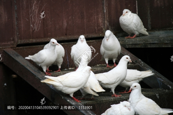 鴿子