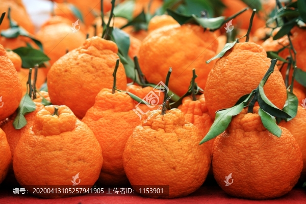 丑柑