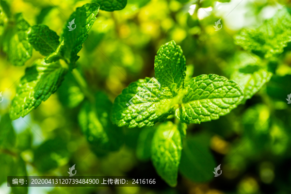 薄荷葉