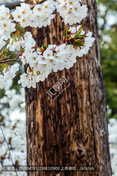 櫻花