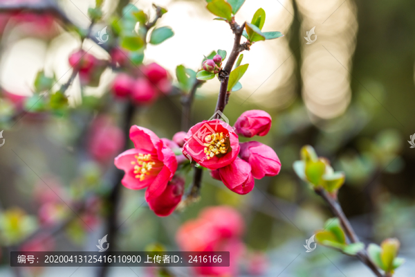 榆葉梅