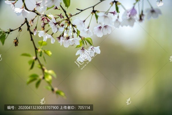 櫻花