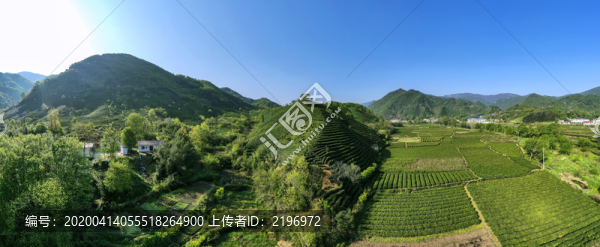 茶鄉(xiāng)茶山茶田寬幅大圖