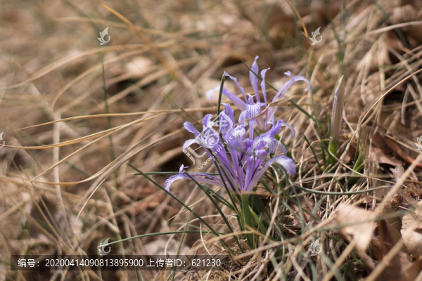 野花