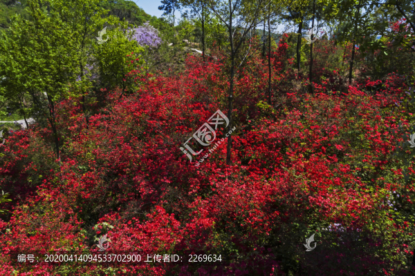 杜鵑花