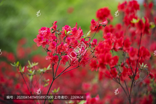 杜鵑花