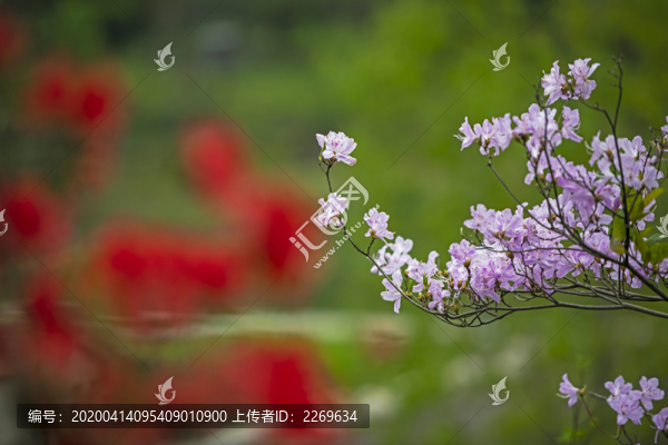 杜鵑花