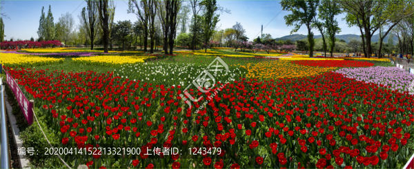 植物園郁金香花海