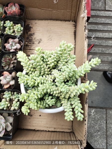 串珠草
