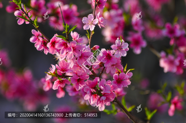 盛開