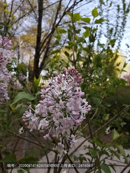 春天花朵花卉