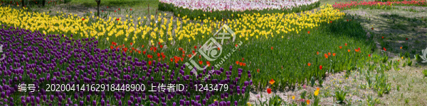 植物園郁金香花海