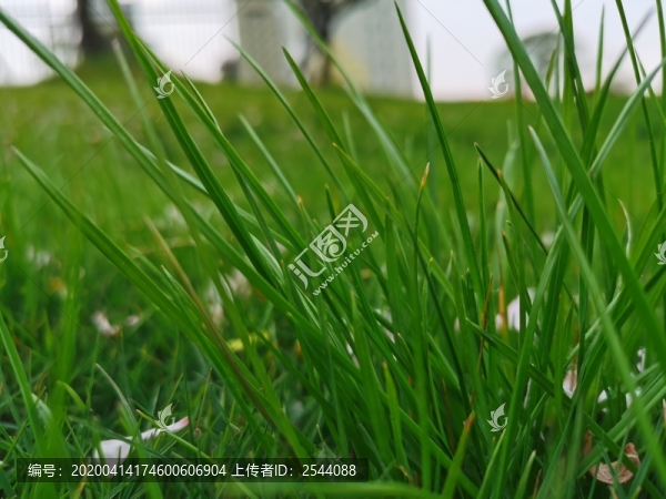 草