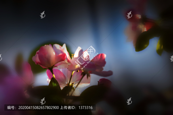 海棠花
