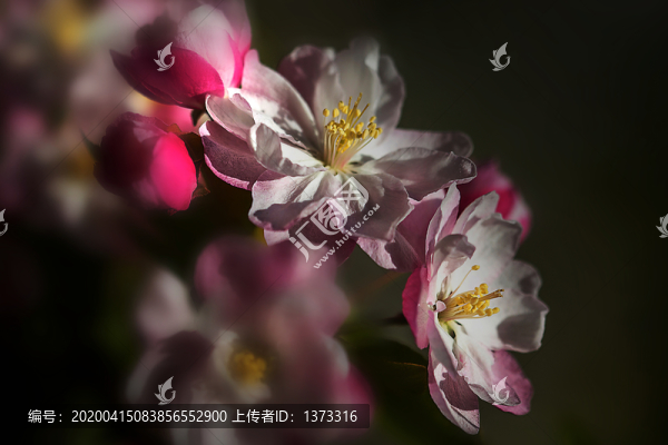 海棠花