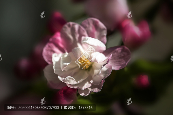 海棠花