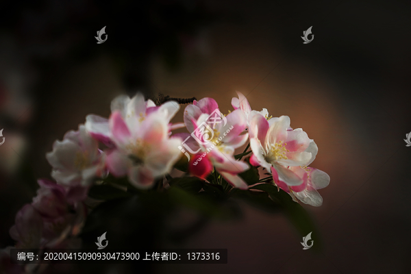 海棠花