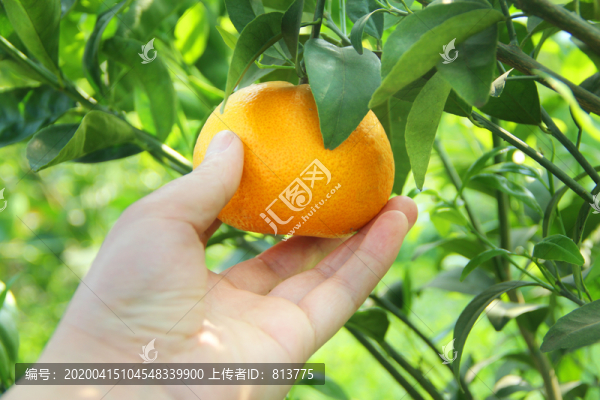 手摘柑橘
