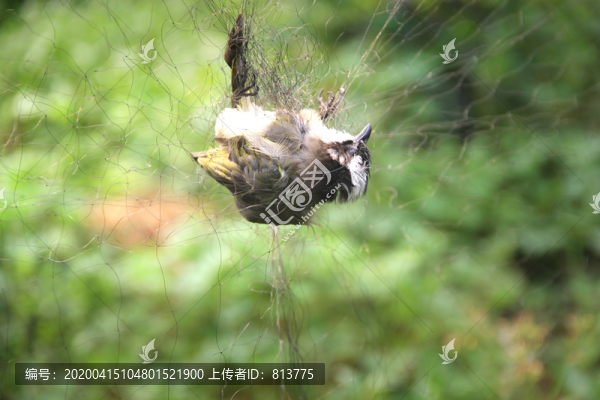 圍網(wǎng)捕鳥