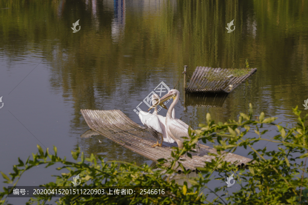 鵜鶘