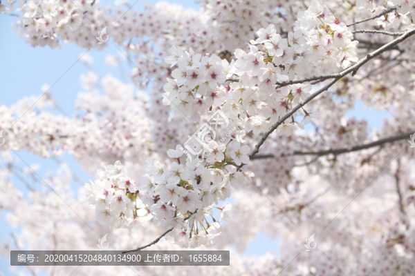櫻花