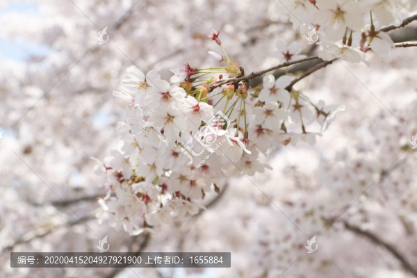 櫻花