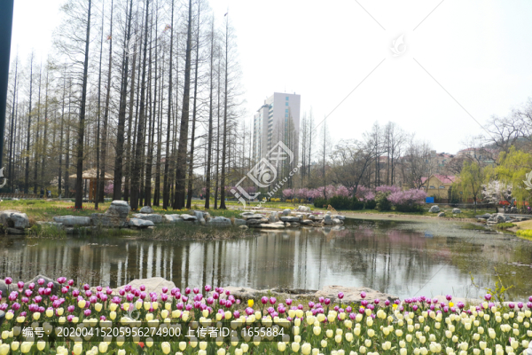 公園春景