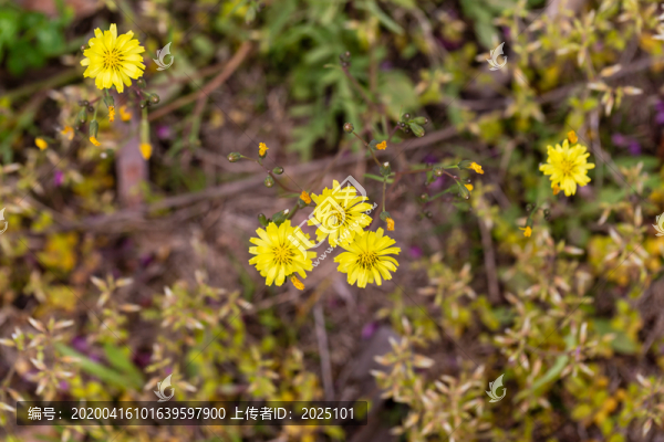 蒲公英