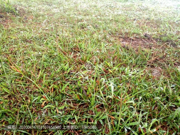 雨后草地