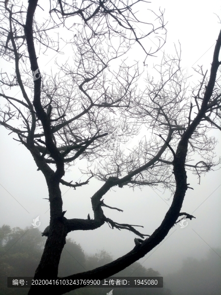 枯樹枝