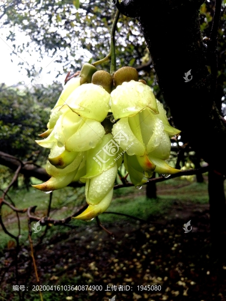 禾雀花