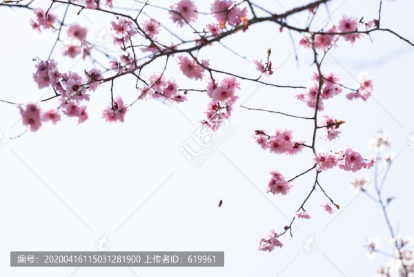 春天梅花