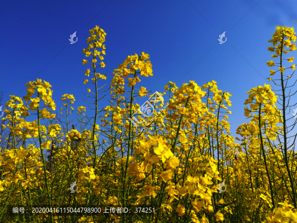 油菜花