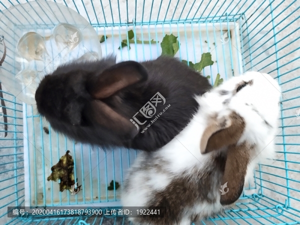 小白兔小黑兔