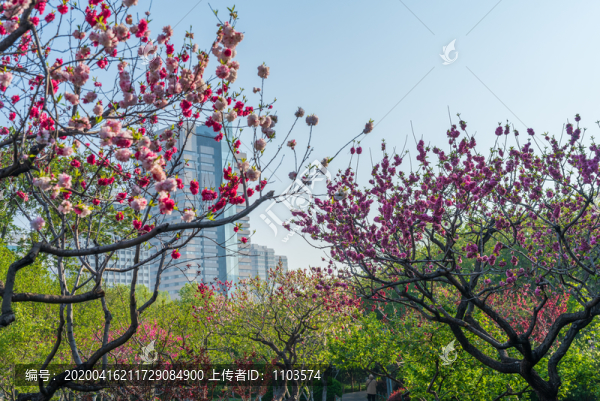 航拍濟南泉城公園春色08